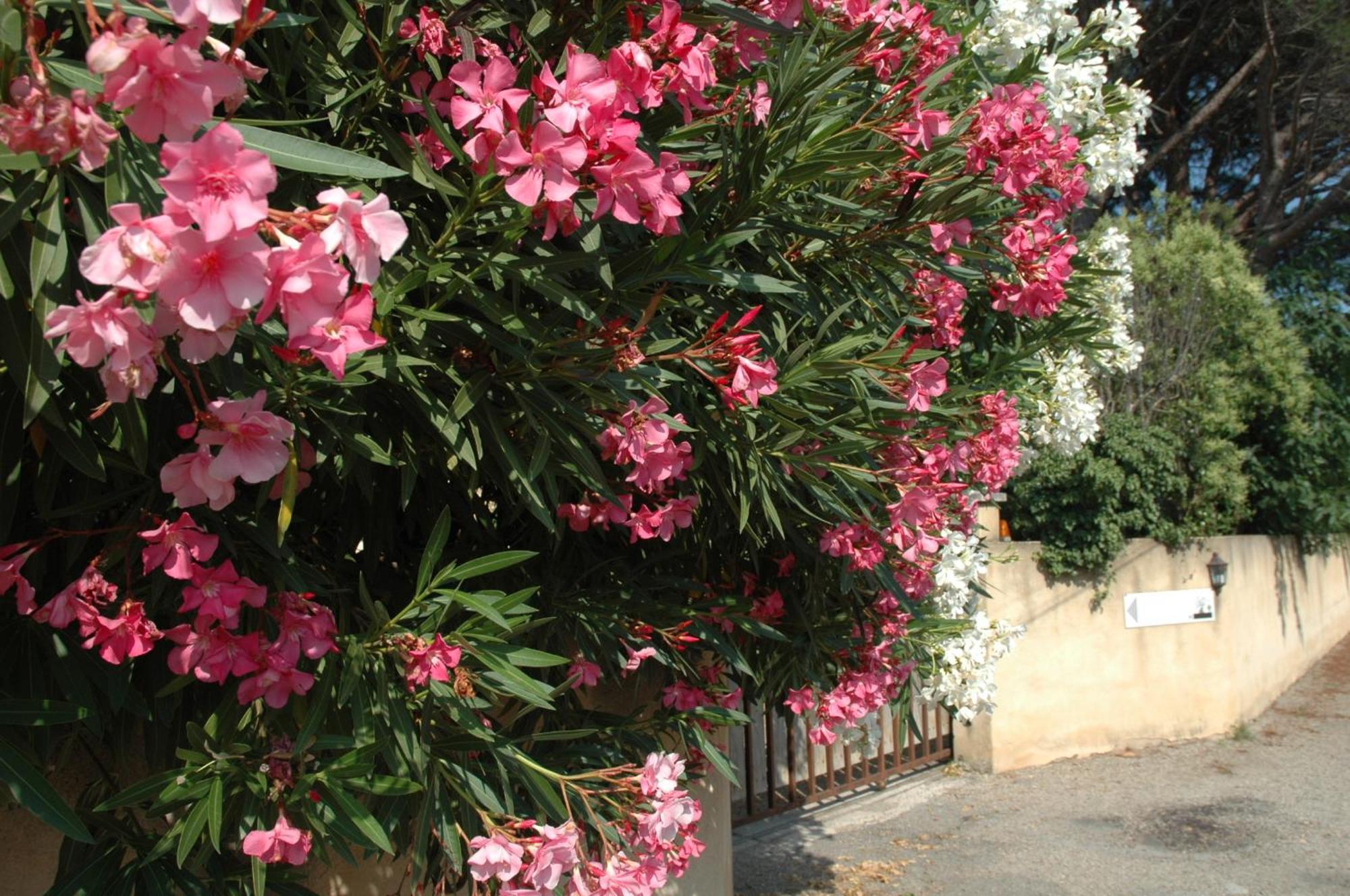 Apartamento La Vigne Et L'Olivier Villeneuve-lès-Avignon Exterior foto